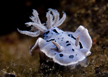 Close-up of plant against blurred background