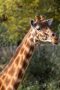 Close-up of giraffe