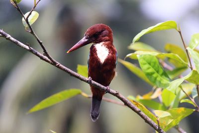 Close-up of bird perching on twig