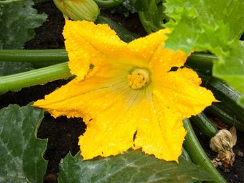 Close-up of yellow flowers