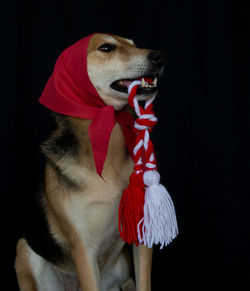 Portrait of a mongrel dog with a red scarf and a martenitsa in his mouth. baba marta celebration