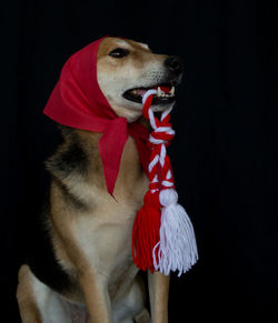 Close-up of dog