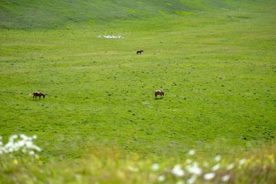 Horses grazing on green landscape