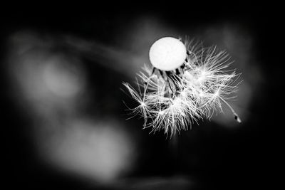 Close-up of dandelion at night