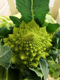 Close-up of fresh green plant