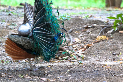 Close-up of peacock