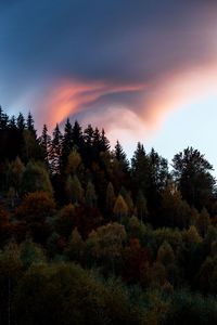 Trees in forest against sky during sunset