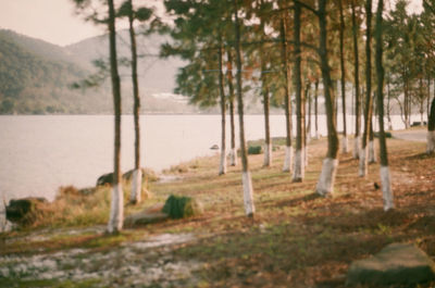 Trees on grassy field