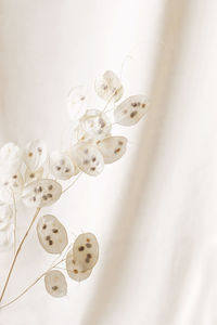 Dry lunaria on a pastel beige background. dry seed pods of lunaria with seeds visible. 