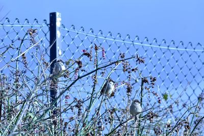 Low angle view of flowering plants against sky