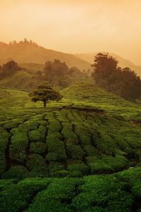 Scenic view of agricultural field against sky during sunset