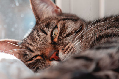 Close-up of cat resting