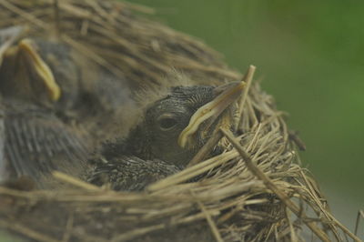 Close-up of bird in nest