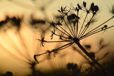 Close-up of flowering plant against sky during sunset