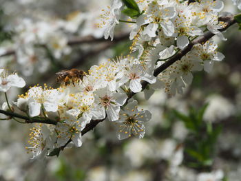 Close-up of white cherry blossom tree