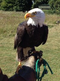 Close-up of eagle on field