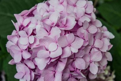 Close-up of pink flowers