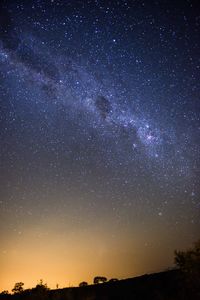 Silhouette trees against star field at night