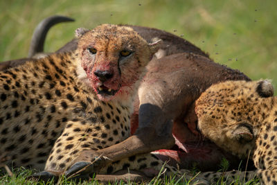 Close-up of bloody cheetahs feeding on carcase