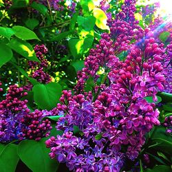 Pink flowers blooming in park