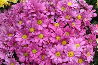 Close-up of pink flowers blooming outdoors