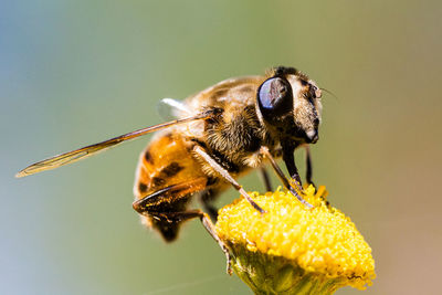 Close-up of bee pollinating on flower