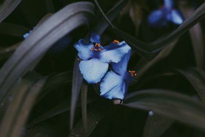 Close-up of flowers against blurred background