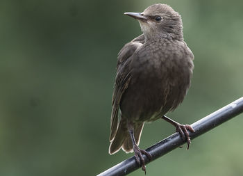 Female starling poses on the deck.