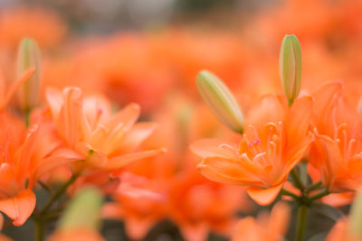 Close-up of orange flowers blooming outdoors