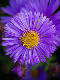 Close-up of purple flower