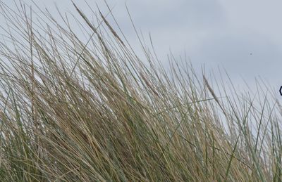 Close-up of stalks growing in field against sky