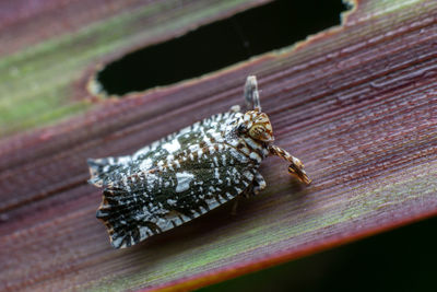 High angle view of insect on table