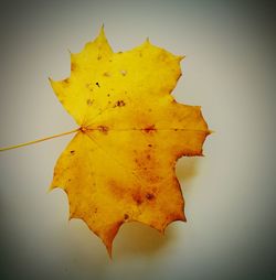 Close-up of yellow maple leaf