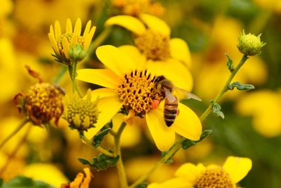 Close-up of honey bee on yellow flowering plant