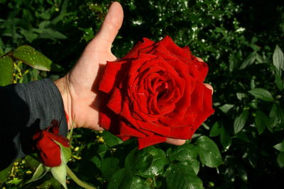 Close-up of red rose