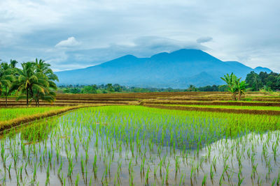 Views of rice fields with mountain reflections on green rice fields in bengkulu utara, indonesia