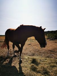 Horse standing on field