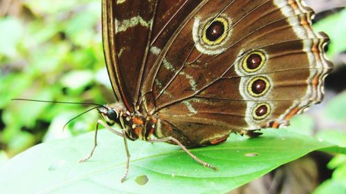 Close-up of butterfly on leaf