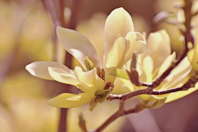 Close-up of yellow flowering plant