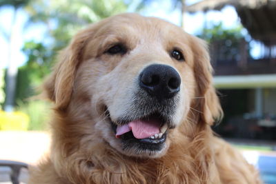 Close-up portrait of dog