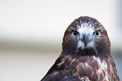Portrait of a juvenile red tail hawk head