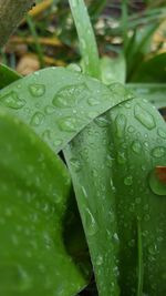 Close-up of raindrops on leaves