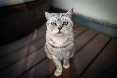 Portrait of cat on floor