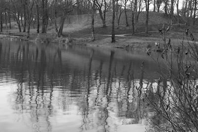 Reflection of trees in lake