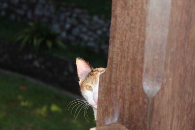 Portrait of a cat on tree trunk