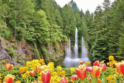 Tulips blooming against waterfall in forest