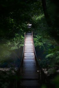 Footbridge amidst trees in forest