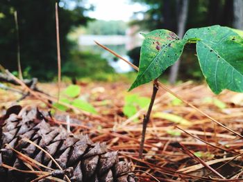 Close-up of plant