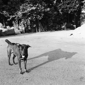 View of dog on street in city