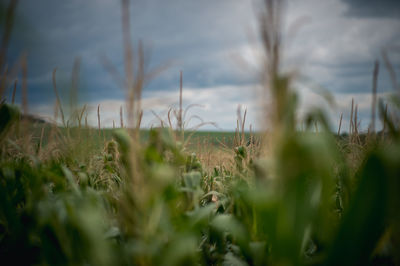 Corn growing on field against sky